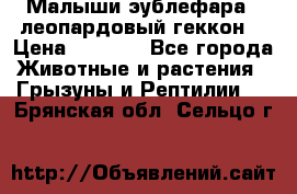 Малыши эублефара ( леопардовый геккон) › Цена ­ 1 500 - Все города Животные и растения » Грызуны и Рептилии   . Брянская обл.,Сельцо г.